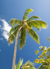 Image showing palm tree over blue sky with white clouds