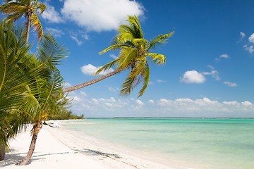 Image showing tropical beach with palm trees