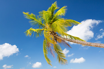 Image showing palm tree over blue sky with white clouds