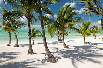 Image showing tropical beach with palm trees