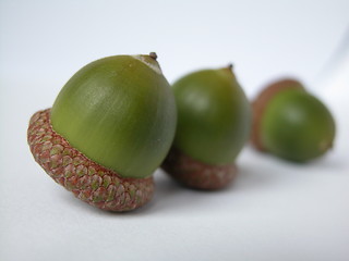 Image showing acorns