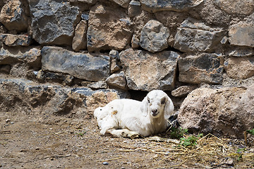 Image showing Lamb Saiq Plateau