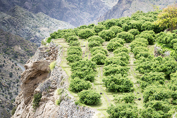 Image showing Oman Saiq Plateau