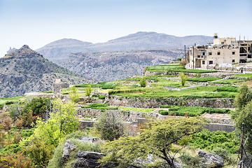 Image showing Oman Saiq Plateau