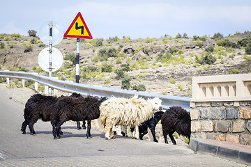 Image showing Sheeps Oman