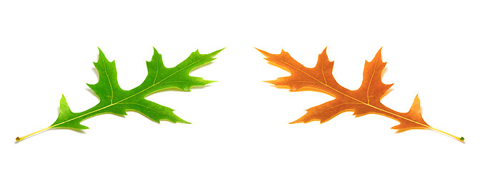 Image showing Autumn and spring oak leafs (Quercus palustris)