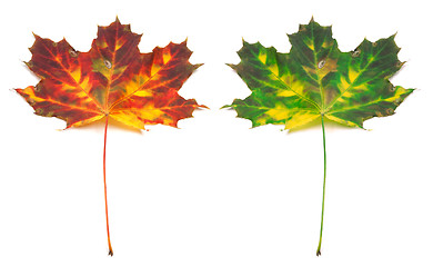 Image showing Multicolor autumn maple-leaf