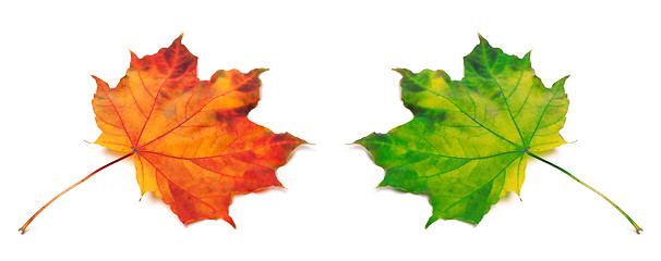 Image showing Orange and green autumn maple-leafs