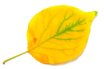 Image showing Yellowed autumn poplar leaf