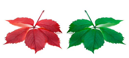 Image showing Red and green leaves (Virginia creeper leaf)