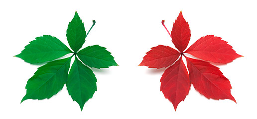 Image showing Green and red virginia creeper leaves
