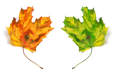 Image showing Yellowed autumn maple-leafs