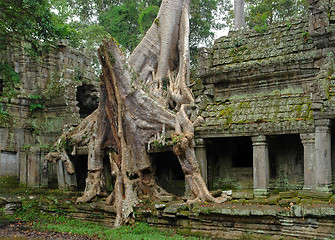 Image showing Ta Prohm