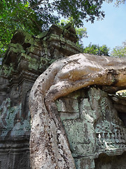 Image showing Ta Prohm