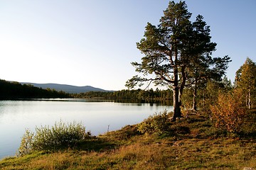 Image showing Pine by a lake