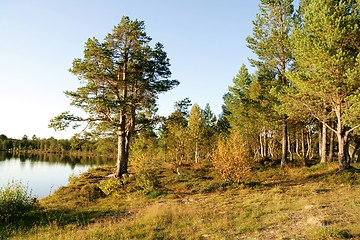 Image showing Pine by a lake