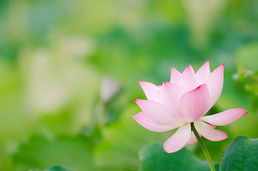 Image showing Lotus flower