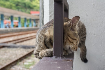 Image showing Cat lying to rest.