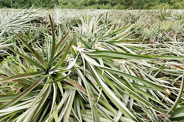 Image showing Pineapple farm after harvest