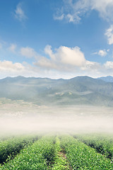 Image showing misty nature scenery