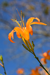 Image showing Tiger lily