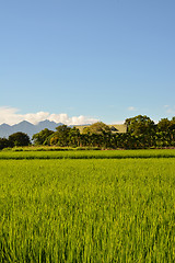 Image showing Rice farm in country