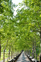 Image showing Tree lined rural lane