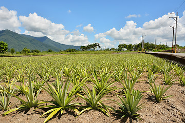 Image showing Pineapple farm