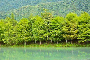 Image showing Forest at Hualien