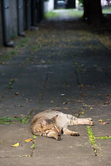 Image showing Stray tabby cat