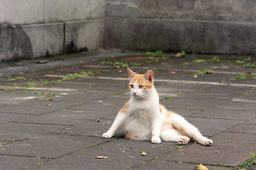 Image showing Undomesticated cat