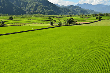 Image showing Rice farm in country