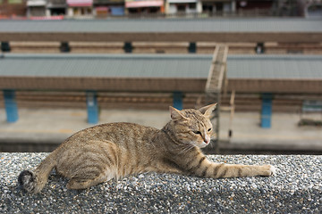 Image showing Cat lying on the wall.