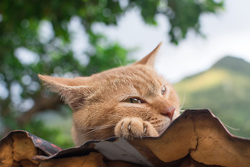 Image showing Cat resting on the roof.