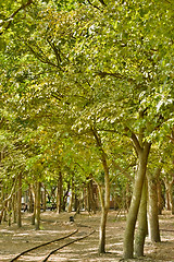 Image showing Forest with railroad 