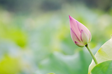 Image showing lotus