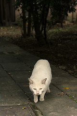 Image showing Undomesticated cat