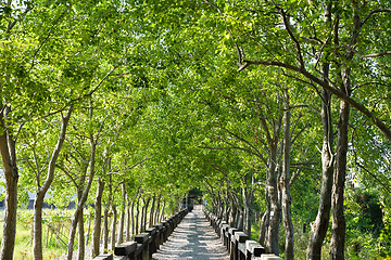 Image showing Tree lined rural lane