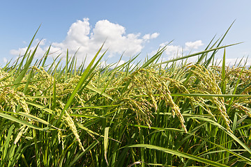 Image showing Rural scenery of paddy