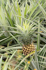 Image showing Pineapple farm 