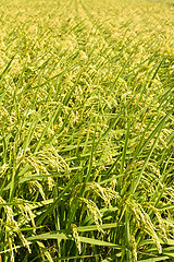 Image showing Golden paddy rice farm