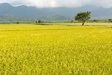 Image showing Golden rural scenery