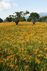 Image showing Field of tiger lily