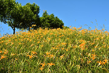 Image showing Tiger lily(Daylily) flower