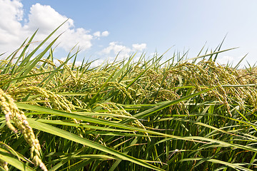 Image showing Rural scenery of paddy