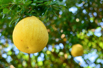 Image showing Pomelo on a tree