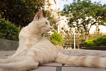 Image showing cat in city