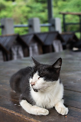 Image showing Cat lying on the chair. 