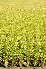 Image showing Golden paddy rice farm