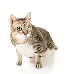 Image showing tabby cat